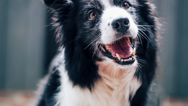 Border Collie in focused herding stance looking at owner