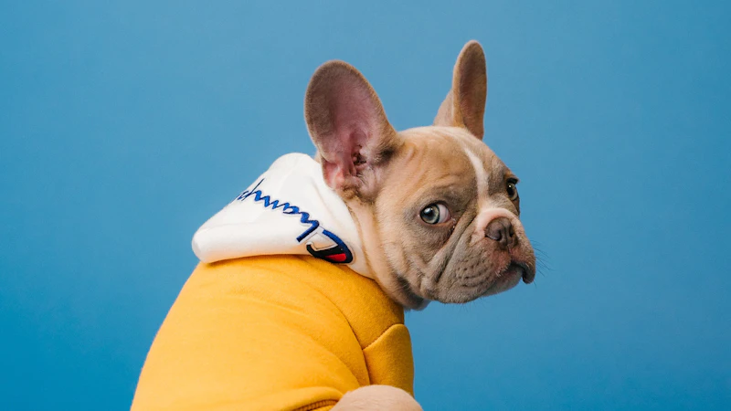 Puppy Sleep Training: Surviving the First Nights Without the Whining