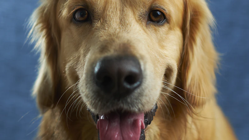 French Bulldog sitting in training position looking at camera
