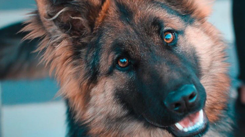 German Shepherd sitting attentively during training session