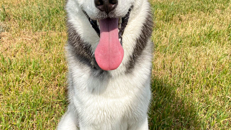 Siberian Husky looking at camera with attentive expression
