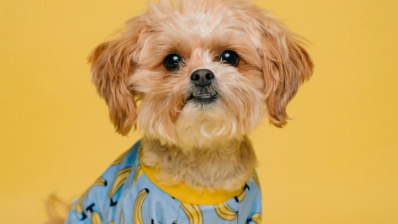 Puppy meeting new people during socialization exercise