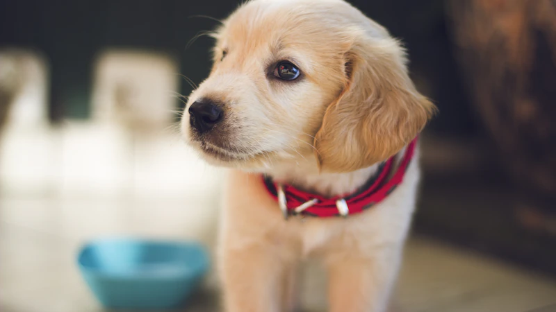 How to Train a Rescue Dog: The First 30 Days