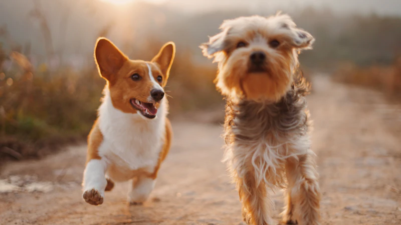 How to Teach Your Dog to Sit, Stay and Come