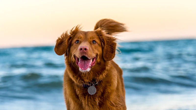 How to Stop a Dog from Biting: Complete Guide
