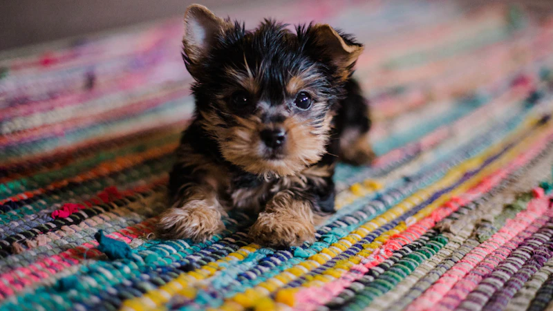 How to Stop a Dog from Chewing Everything