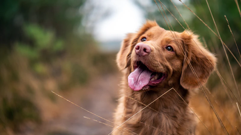 How to Stop a Dog from Digging: Complete Guide