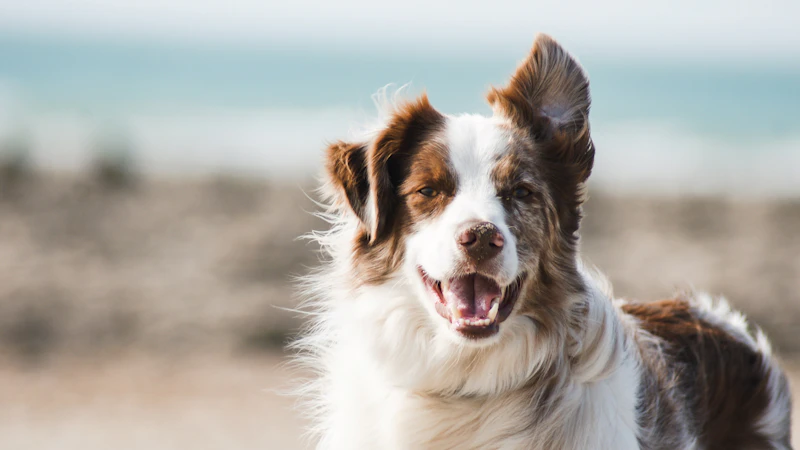 Best Dog Training Methods Compared: What Science Says in 2026