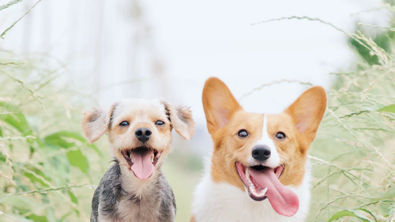 How to Train a Dog Without Treats: 5 Effective Methods